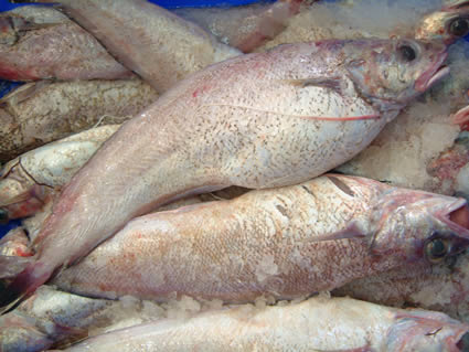 PESCADO 03.jpg